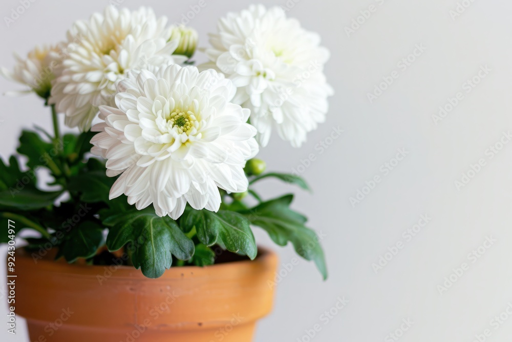 White chrysanthemum in small brown clay pot with white background, beautiful small flower full with white petals and yellow green pollen. White chrysanthemum in small brown clay pot with white background, beautiful small flower full with white petals and yellow green pollen.