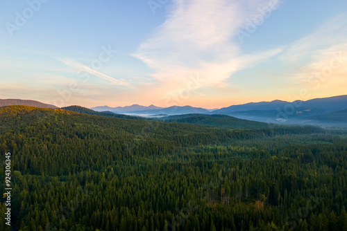 Aerial view of foggy evening over high peaks with dark pine forest trees at bright sunset. Amazing scenery of wild mountain woodland at dusk