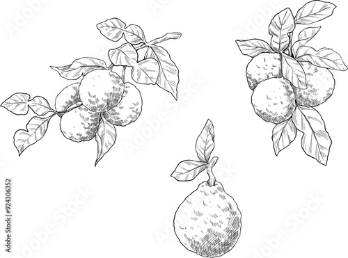 Bergamot fruit set line sketch illustration