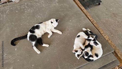 black and white puppies