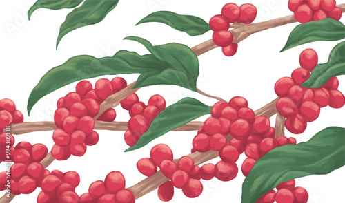 Coffee red cherries plant painting illustration