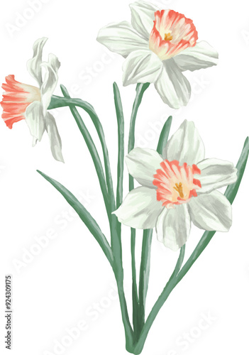 Daffodil flower digital painting illustration