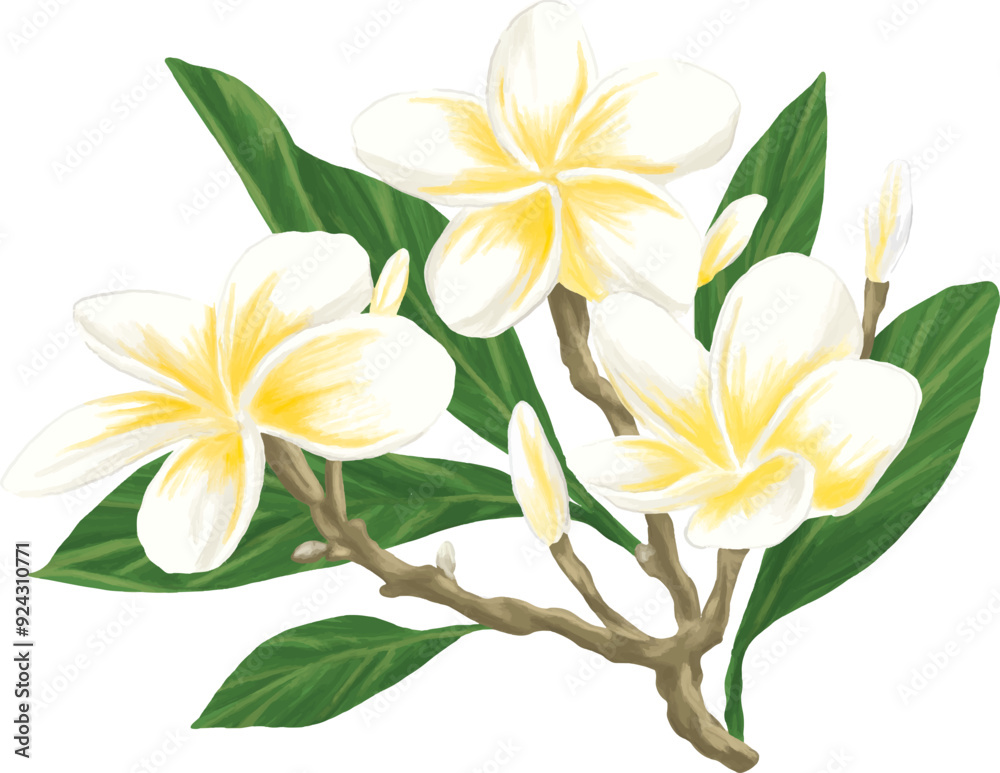 Fototapeta premium Frangipani flower painting botanical illustration