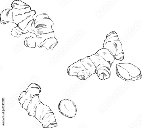 Ginger line sketch botanical illustration