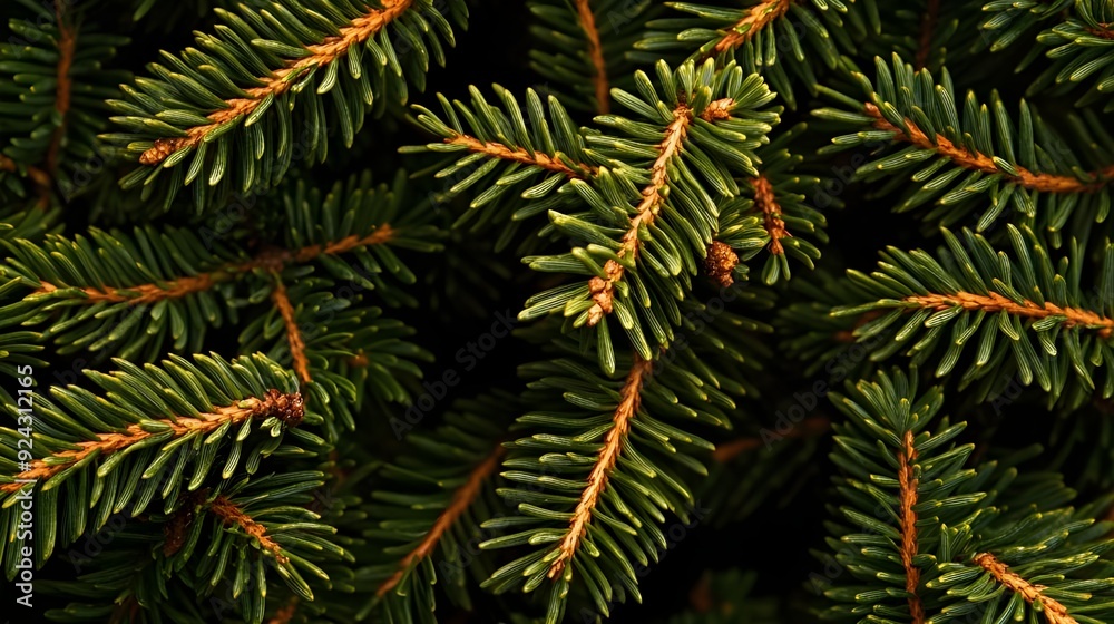 Detailed View of Pine Leaves. Detailed View of Pine Leaves.