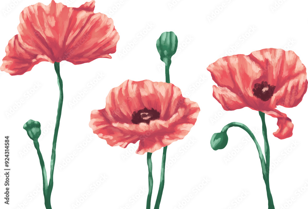 Poppy flower botanical painting illustration Poppy flower botanical painting illustration
