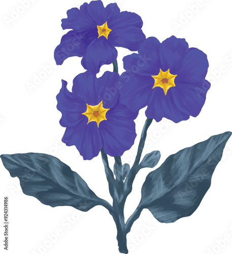 blue primrose flower digital painting illustration