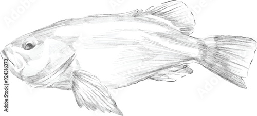 red grouper fish pencil sketch illustration