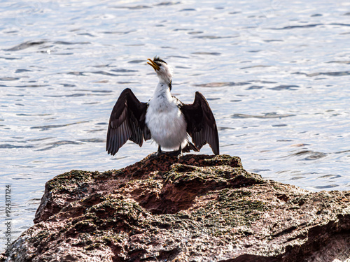 Pied Cormorant Squawks And Spreads Wings photo