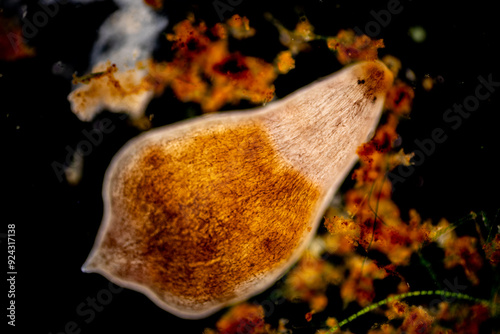 Obraz na plátně Study of Protozoa and Algae under the microscope for education.