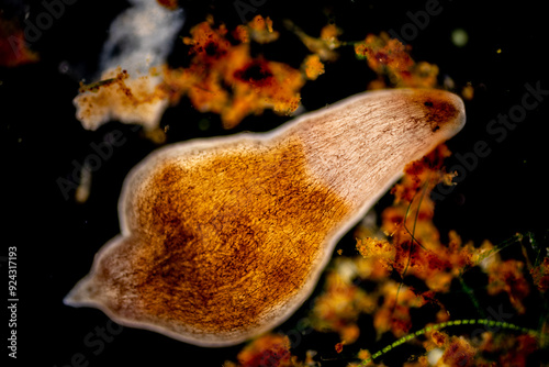 Study of Protozoa and Algae under the microscope for education.