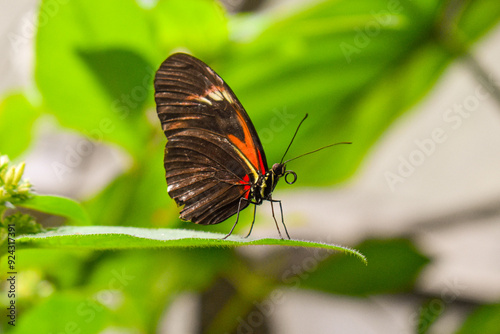 butterfly on a leaf