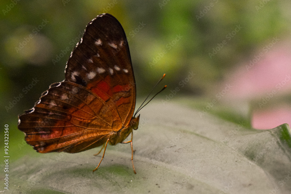 Obraz premium butterfly on leaf