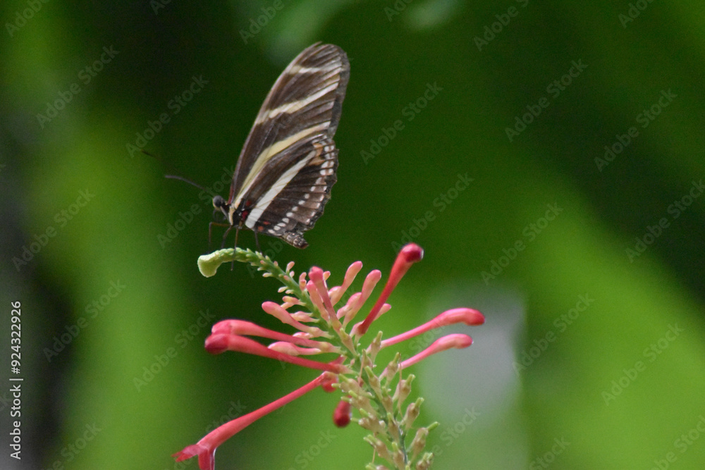 Obraz premium butterfly on a flower