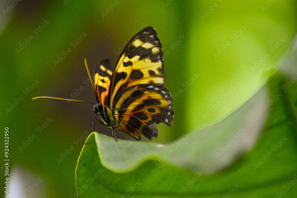 Obraz premium butterfly on a leaf