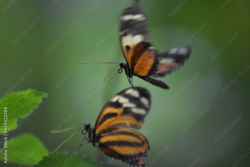 Fototapeta premium butterfly on leaf