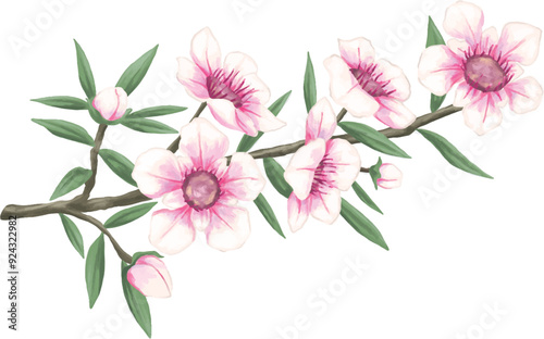 Manuka flower botanical painting illustration