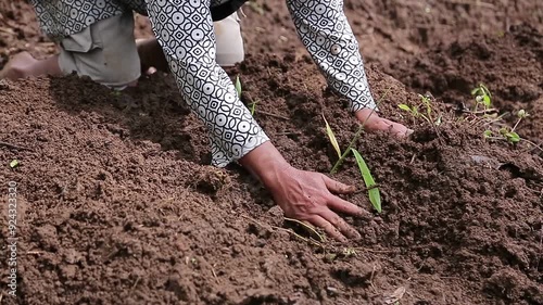 close up of a farmer's hands paving the land to plant red ginger plants in the field