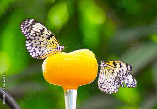 butterfly on flower