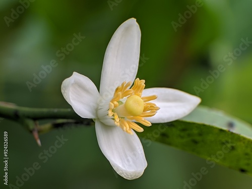 lime tree flowers bloom in the morning