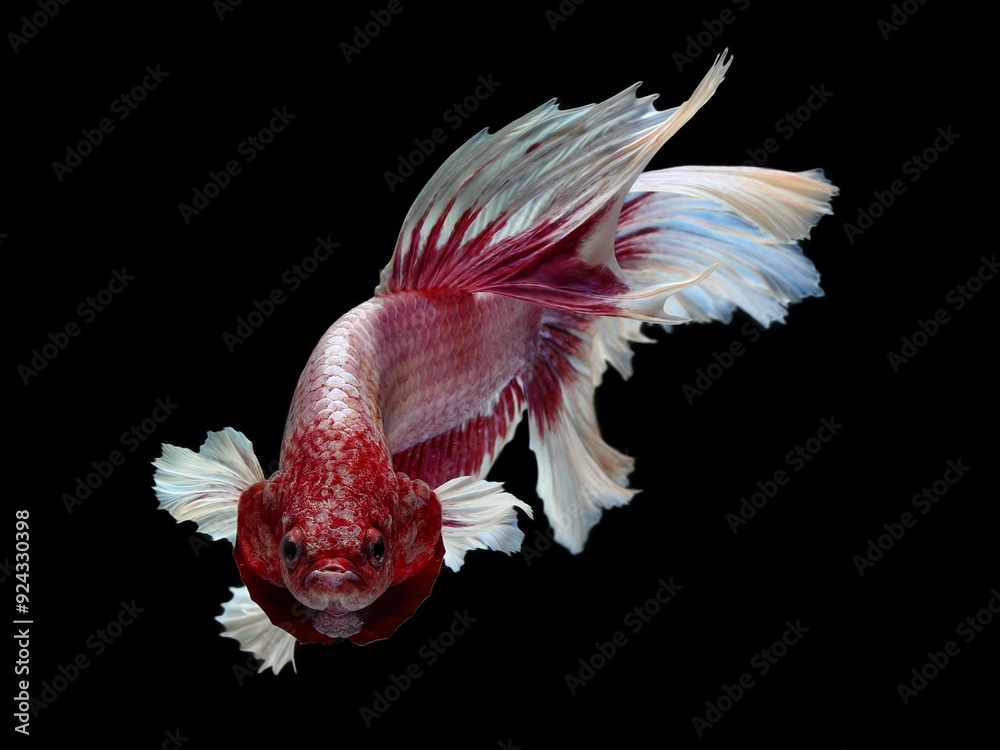 potrait dancing halfmoon bettafish on a black background, 16 August 2024 potrait dancing halfmoon bettafish on a black background, 16 August 2024