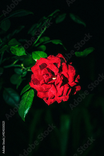 red rose