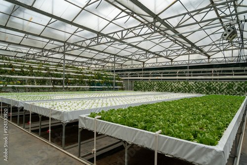 Indoor Hydroponic Greenhouse with Lush Vegetables and Healthy Greens