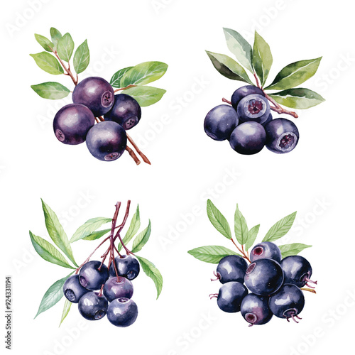 Watercolor Acai Berry Vector Illustration