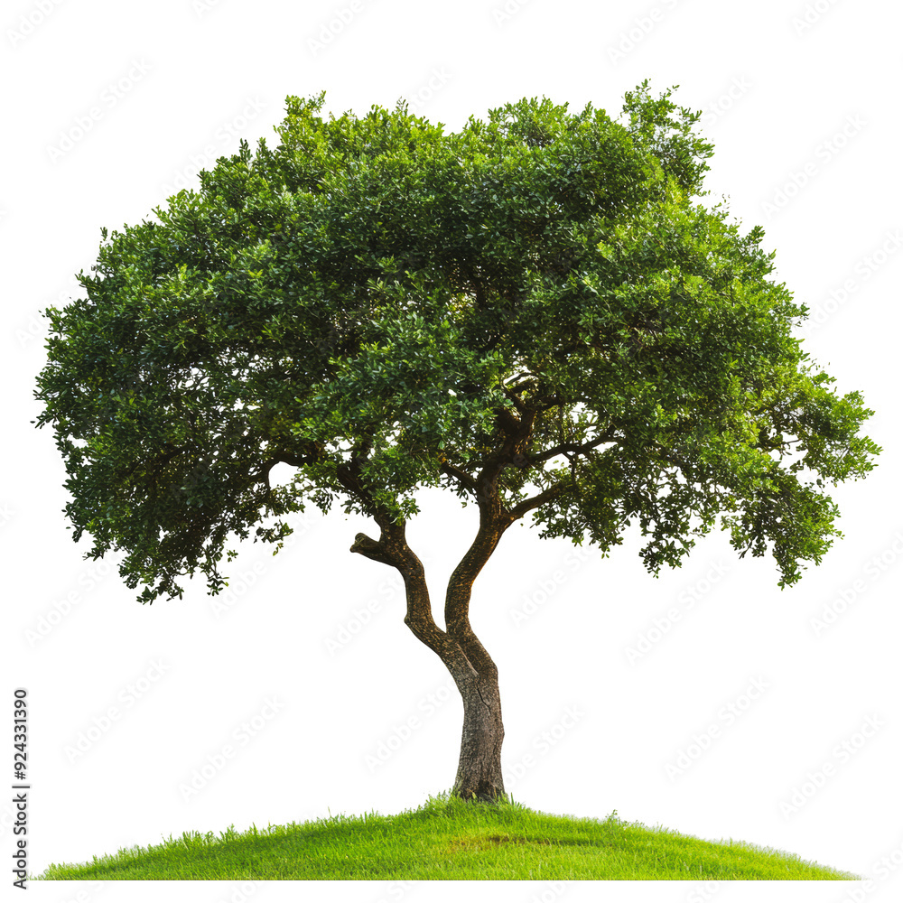 Obraz premium PNG Majestic tree standing on a grassy hill under clear skies