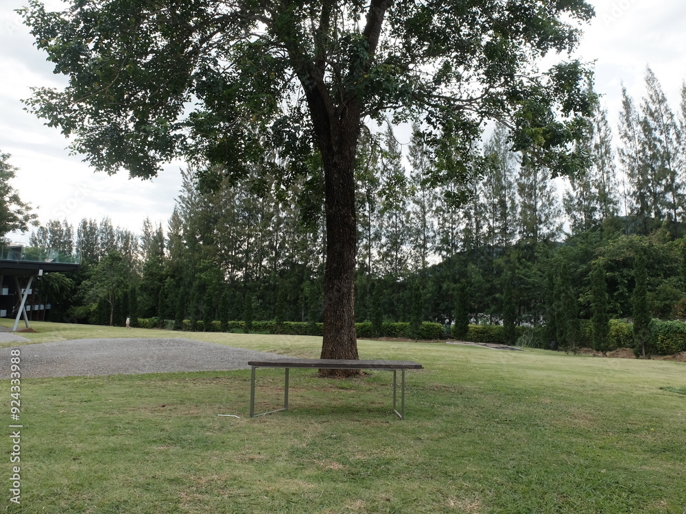Obraz premium Outdoor bench under a big tree and Pine trees background in the park.