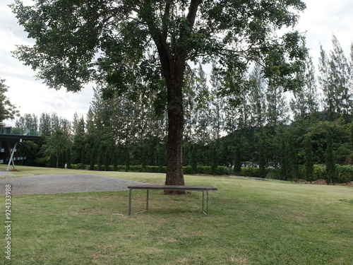 Outdoor bench under a big tree and Pine trees background in the park.