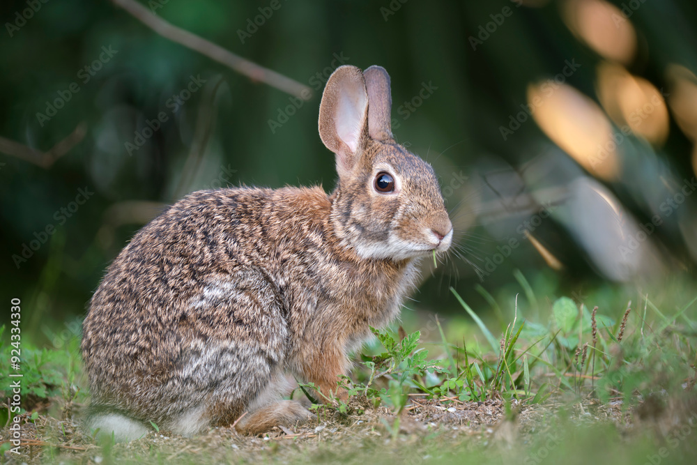 Grey small hare eating grass on summer field. Wild rabbit in nature Grey small hare eating grass on summer field. Wild rabbit in nature