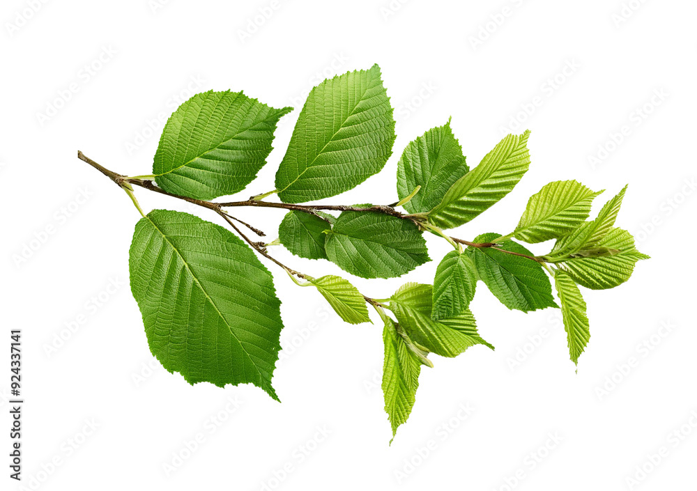 Green tree branch isolated on a transparent or white background Green tree branch isolated on a transparent or white background