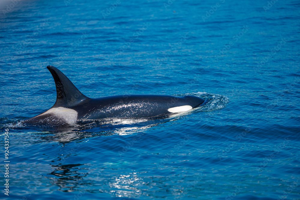 Fototapeta premium シャチ