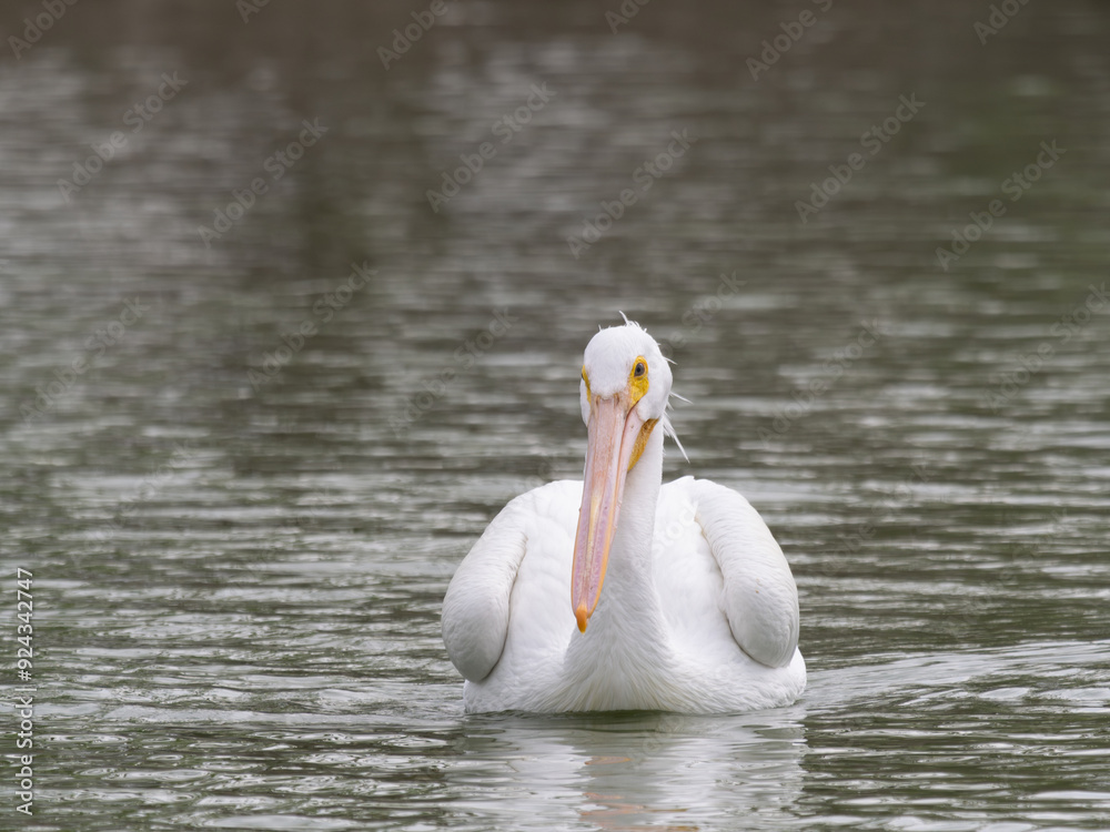 American White Pelican Floating in a Lake Looking at the Camera American White Pelican Floating in a Lake Looking at the Camera