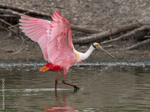 Adult Roseate Spoonbill with Extended Wings Wading in a Pond