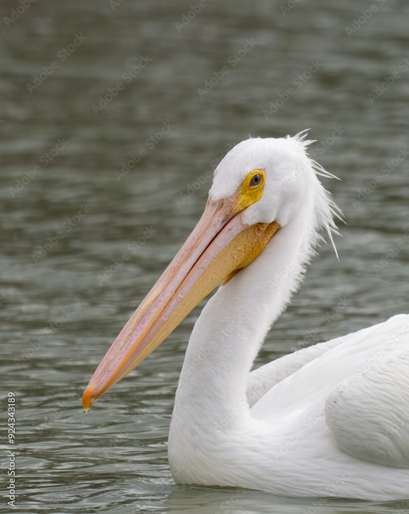 Close Up of the Head, Neck and Torso of an American White Pelican Close Up of the Head, Neck and Torso of an American White Pelican