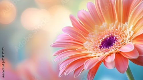 Delicate pink gerbera daisy blooms in macro closeup, showcasing nature's floral beauty