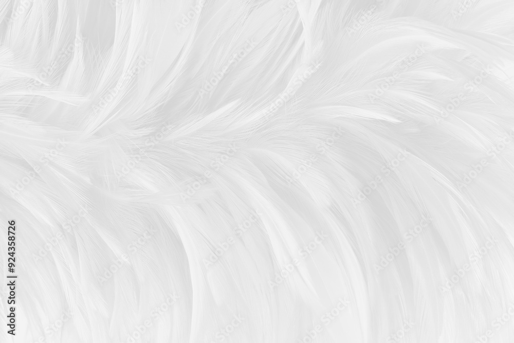 Beautiful white grey bird feathers pattern texture background. Beautiful white grey bird feathers pattern texture background.