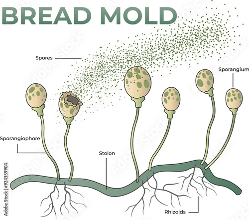 illustration of bread mold anatomy diagram
