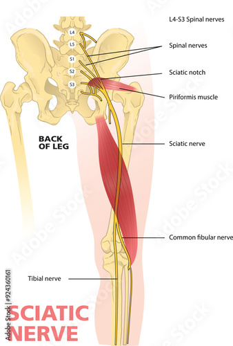 illustration of sciatic nerve diagram