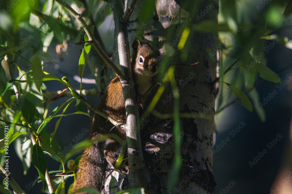 squirrel resting on the green tree squirrel resting on the green tree