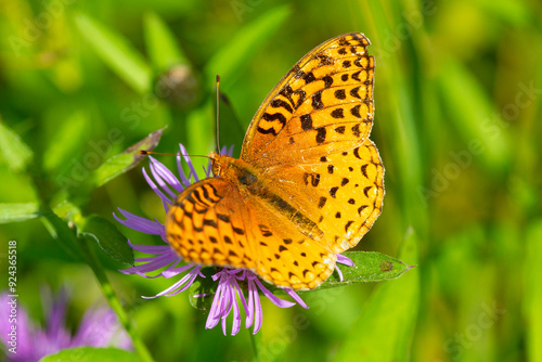 Great spangled fritillary butterfly on knapweed in New Hampshire.