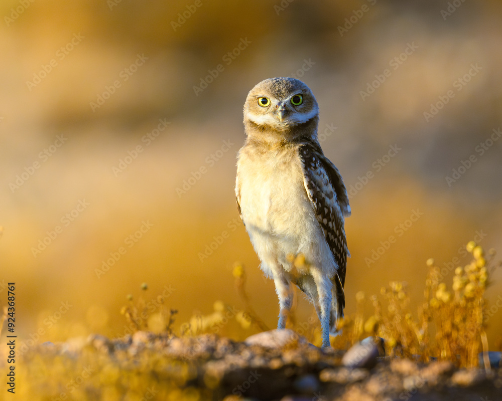 A young Burrowing Owl in the Arizona Desert A young Burrowing Owl in the Arizona Desert