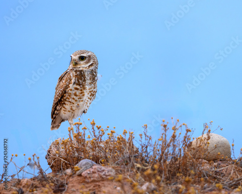 A little owl in the desert of Arizona. 