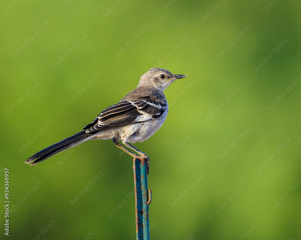 bird perched with a green background. bird perched with a green background.