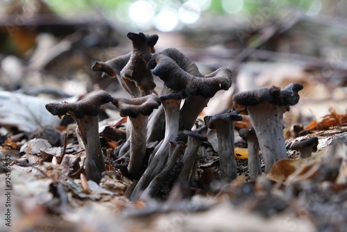 Group of late autumn mushrooms Craterellus cornucopioides (horn of plenty, black chanterelle, trompette de la mort) is growing in forest among dry leaves. photo