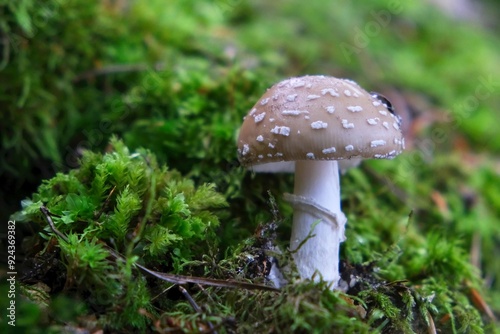 Forest mushrooms - poisonous mushroom young Amanita pantherina