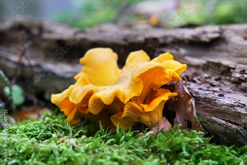 Edible forest mushroom - Cantharellus cibarius. It is also known as girolle (or girole). photo