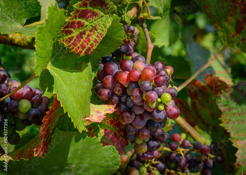 Wallpaper Mural Ripening bunch of dark red grapes on blurred background Torontodigital.ca